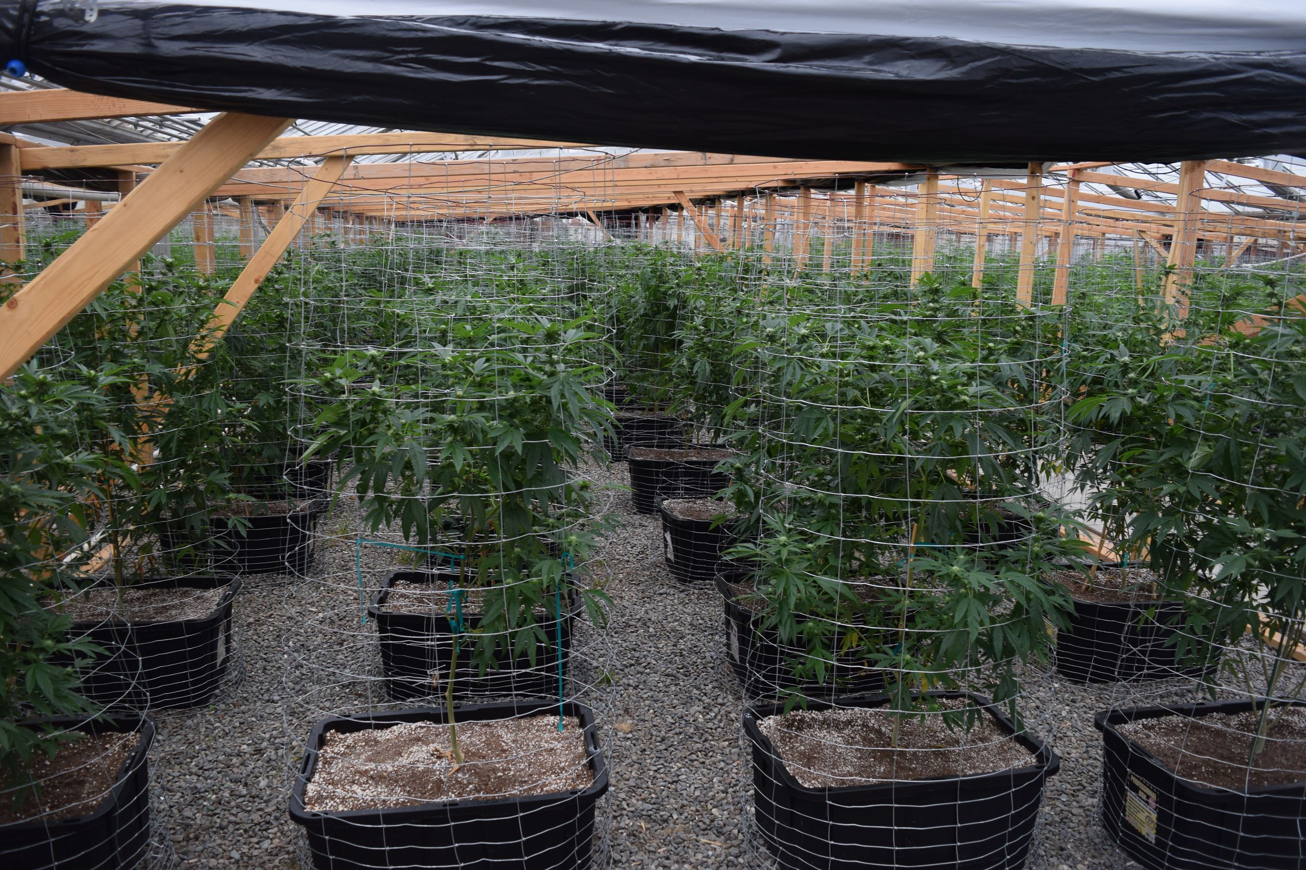 Greenhouse - Marijuana Arrest Case 201603005